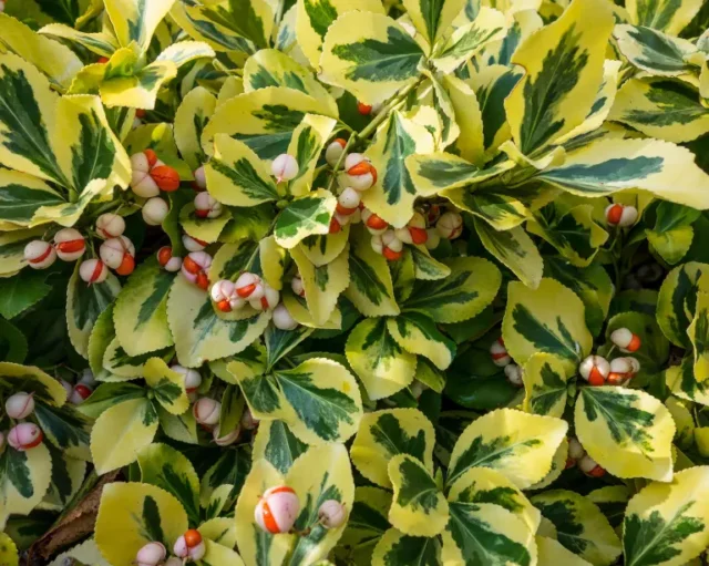Euonymus fortunii variegato con bacche invernali