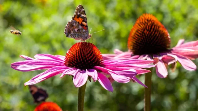farfalla signora dipinta su fiore di echinacea