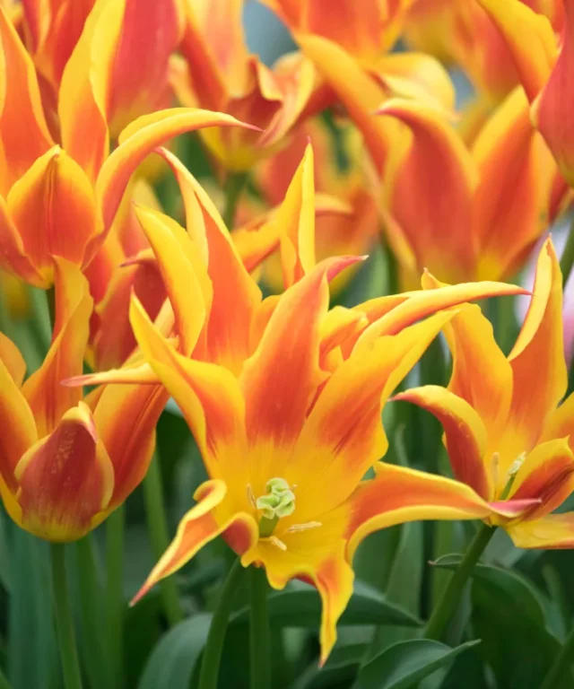 fiori arancioni e rossi del tulipano 'Fly Away