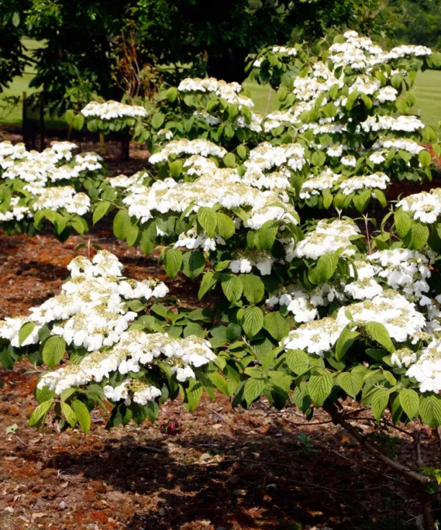 Fiori bianchi di Viburnum plicatum f. tomentosum 'Cascade
