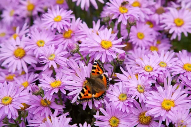 fiori di aster con farfalla