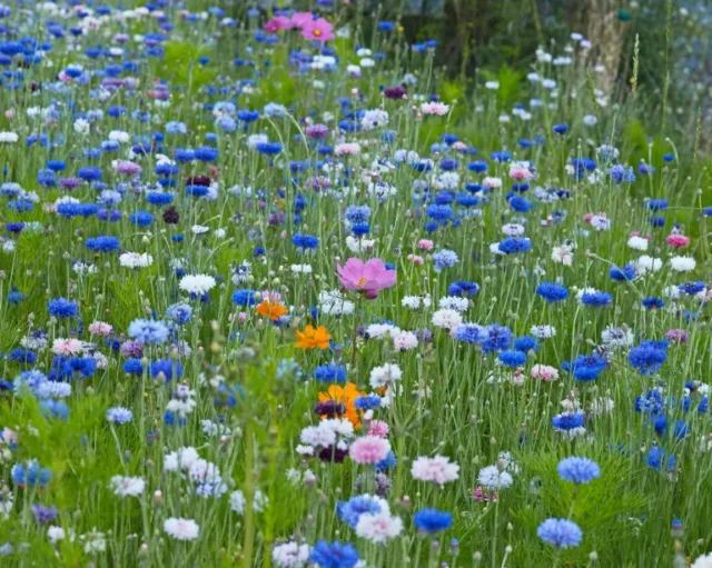 fiori di prato in giardino