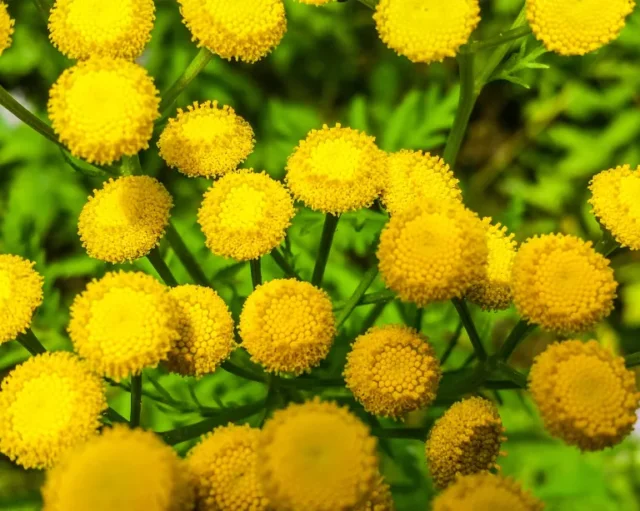 fiori gialli della pianta del tansy