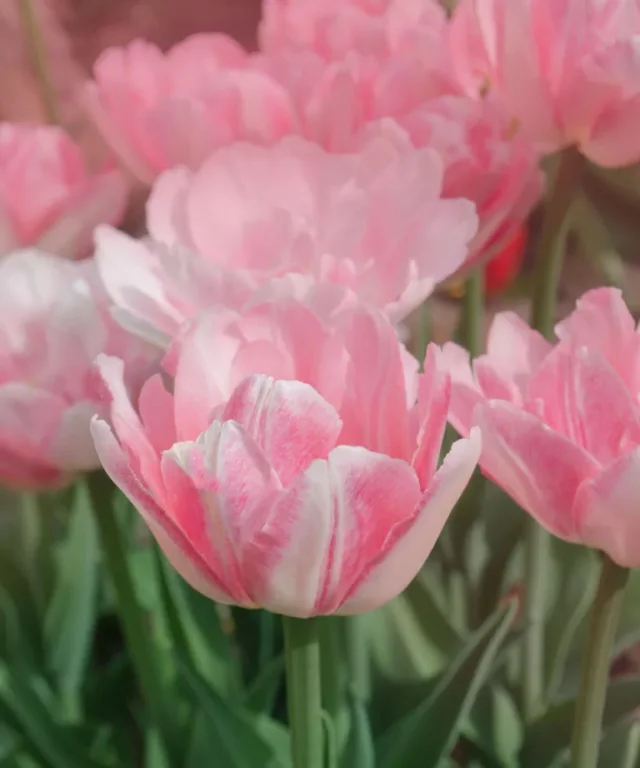 fiori rosa di tulipano 'Angelique