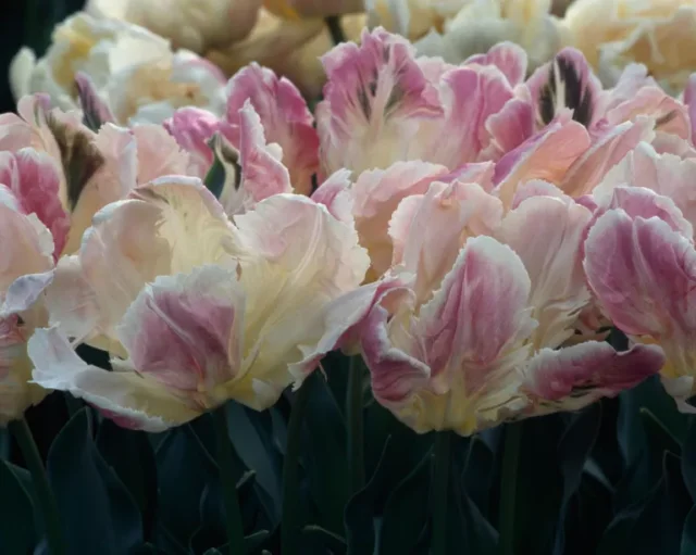 fioriture rosa e bianche del tulipano 'Libretto Parrot