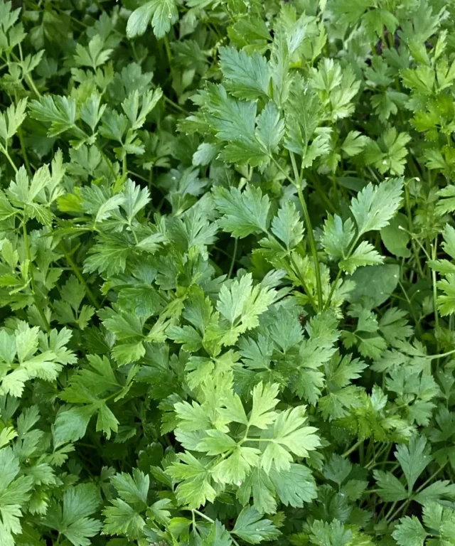 foglie di cilantro, noto anche come coriandolo
