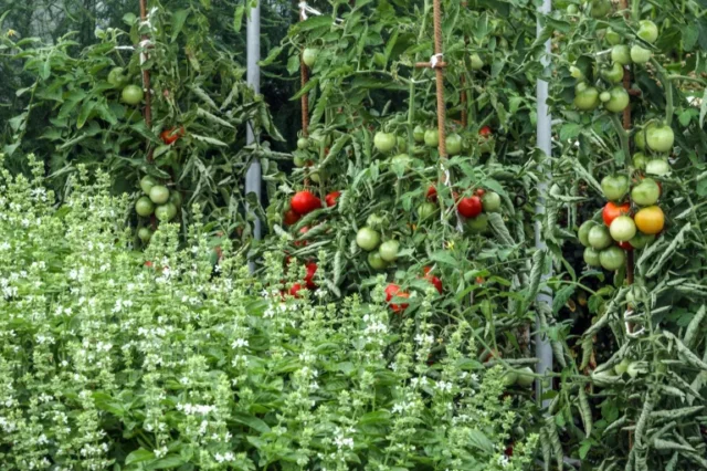 giardinaggio biologico: basilico e pomodori in un giardino