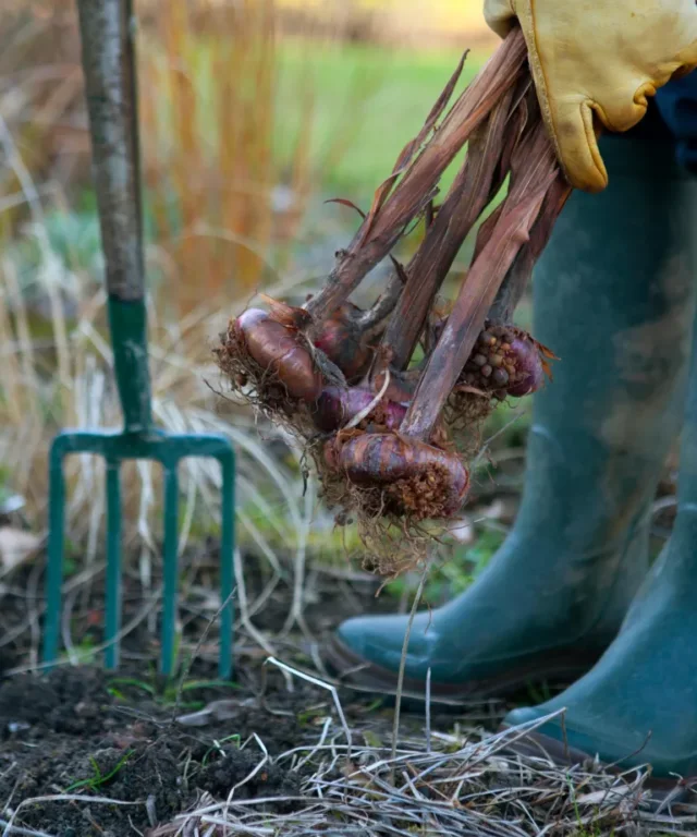 Giardiniere che solleva i bulbi di gladioli dal terreno per conservarli altrove per l'inverno, primo piano