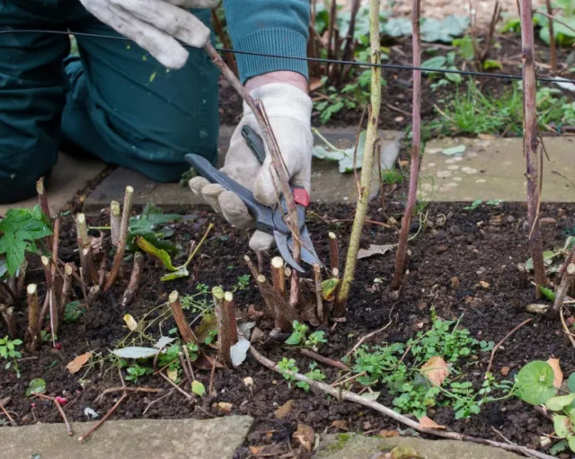 Giardiniere che taglia le piante di lamponi a novembre