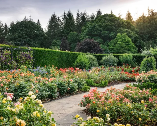 giardino di rose a RHS rosemoor