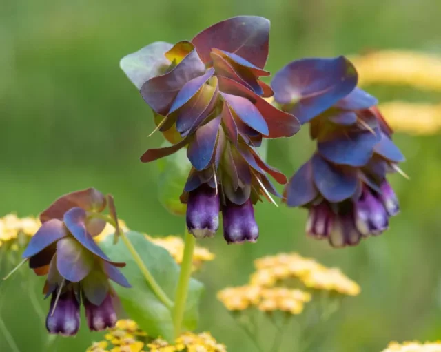 I fiori di Cerinthe major 'Purpurascens' o honeywort