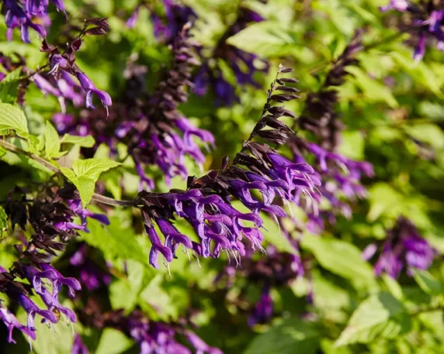 I fiori viola di Salvia 'Amistad