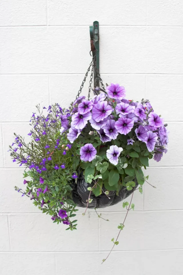 idee cesto appeso: fiori viola