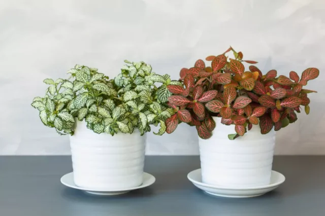 idee di piante da interno: fogliame colorato in vaso