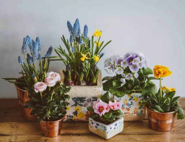 idee giardino interno: bulbi in vaso