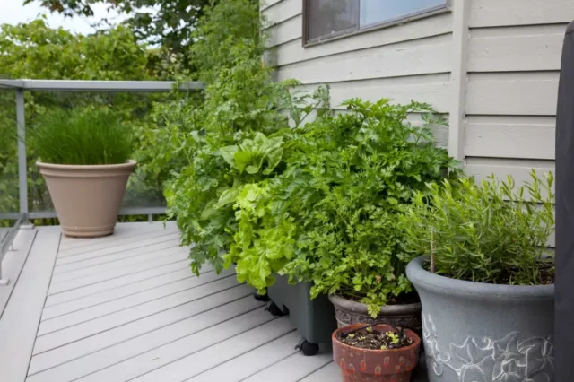 idee per l'orto: coltivare lattughe in contenitori sul terrazzo