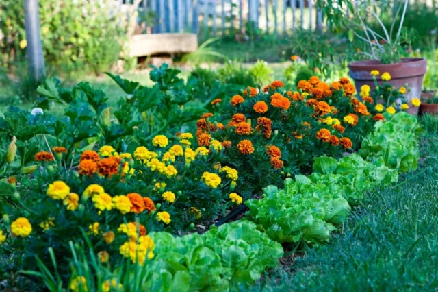 idee per l'orto: piantare insieme a calendule e lattughe