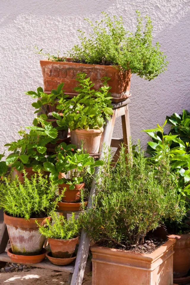 idee per l'orto: vasi di erbe aromatiche su per i gradini