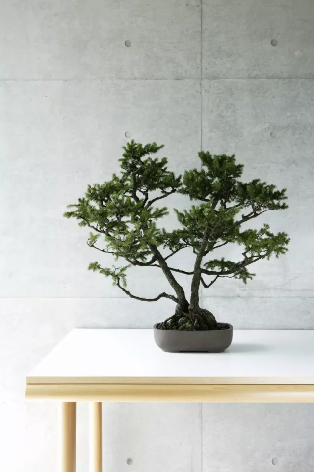 idee per piante da interno: bonsai in vaso