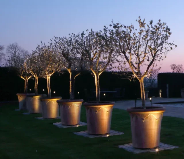 illuminazione albero esterno: alberi in vaso john cullen