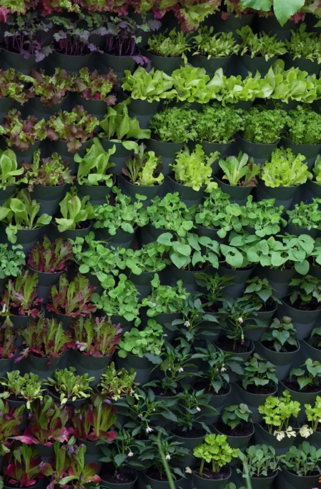 insalata coltivata in tasche su un muro vivente
