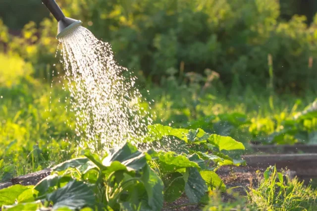 irrigazione letto da giardino rialzato idee