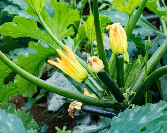 la coltivazione delle zucchine