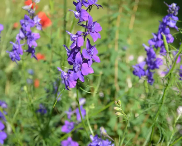 Larkspur viola in un giardino inglese