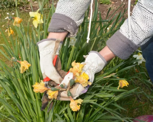 lavori di giardino di primavera: decapitare i narcisi quando i fiori muoiono