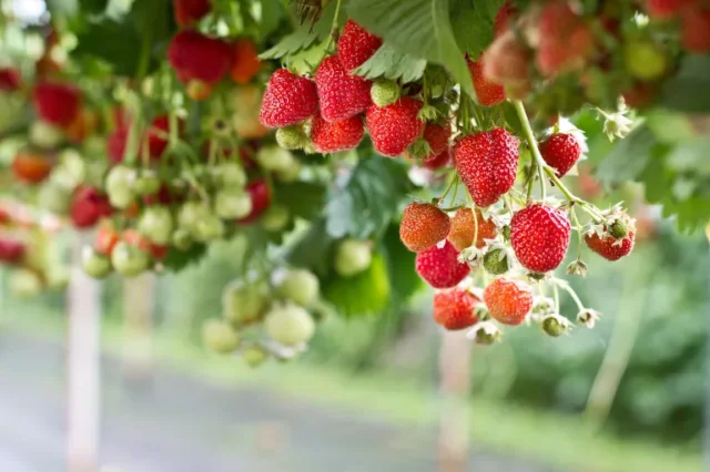 lavori primaverili in giardino: fragole