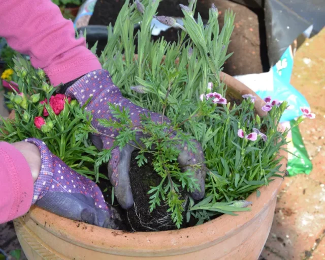 lavori primaverili in giardino: Piantare un contenitore estivo di lavanda, dianthus e altri fiori estivi