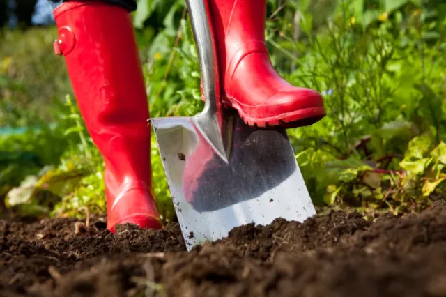 lavori primaverili in giardino: scavare nel fango con gli stivali rossi