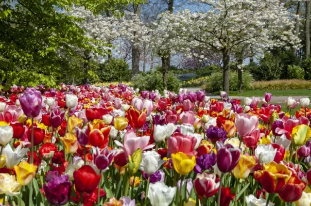 lavori primaverili in giardino: tulipani