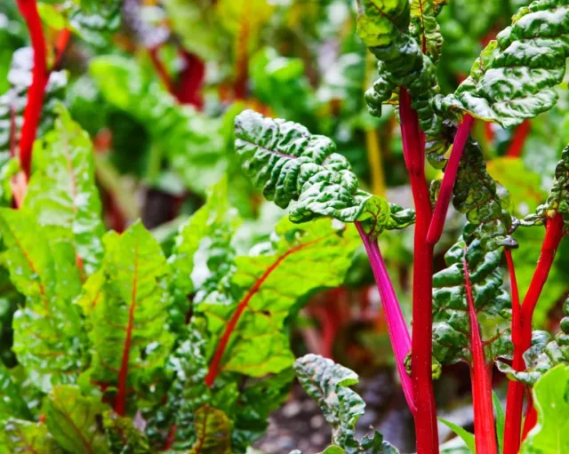 le verdure più facili da coltivare - coltivazione di bietole colorate