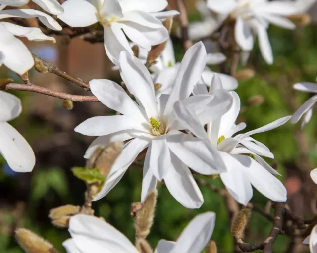 Magnolia stellata in fiore