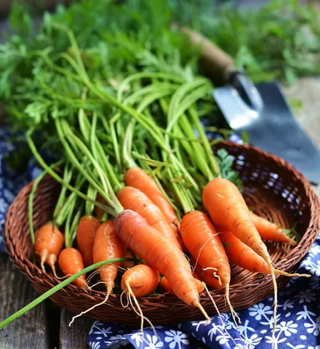 mazzo di carote raccolte