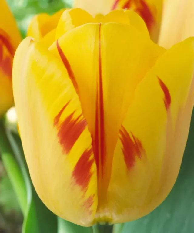 petali gialli con macchie rosse di un tulipano 'Olympic Flame