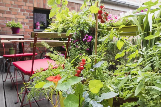 piantare in compagnia: Varie piante coltivate nell'orto in balcone