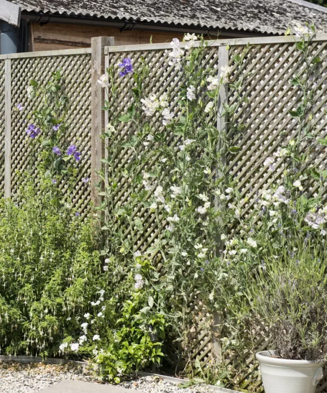Piante da fiore in una piccola bordura e piselli dolci che crescono su una recinzione. Un ex giardino in pendenza, ridisegnato e terrazzato come un cottage garden