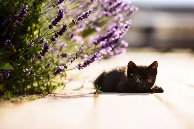 Piante velenose per i gatti: gattino nero sotto la lavanda