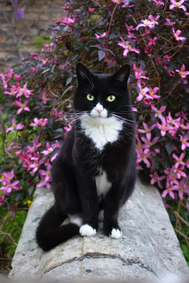 Piante velenose per i gatti: gatto bianco e nero con fiori