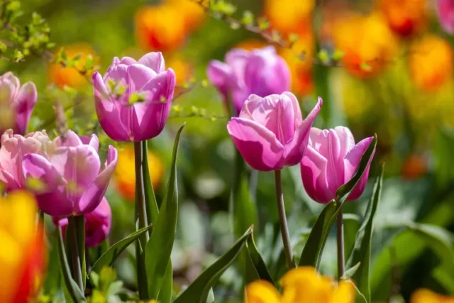 Piante velenose per i gatti: tulipani rosa
