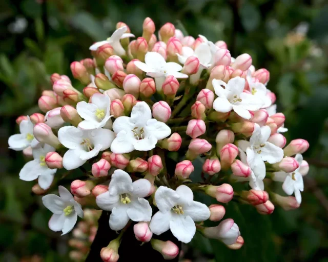 Piccoli fiori rosa e bianchi su Viburnum x burkwoodii 'Mohawk