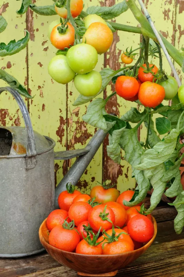 pomodori che crescono sulla vite con annaffiatoio