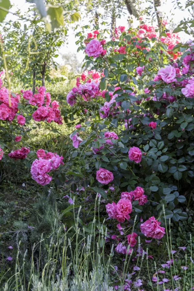 potare i cespugli di rose: rose rosa in giardino