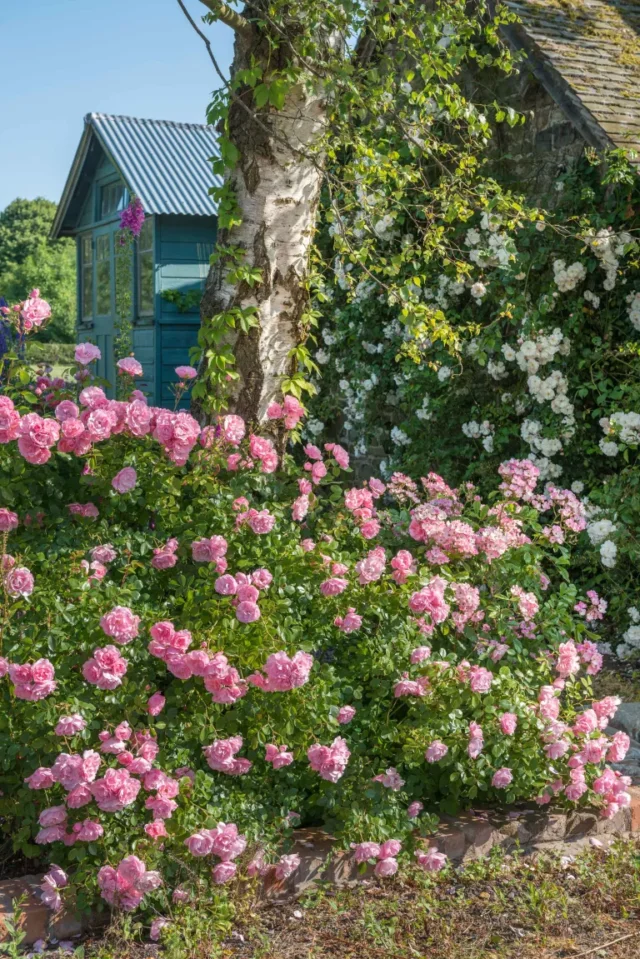 potatura delle rose: rosa bonica di david austin roses