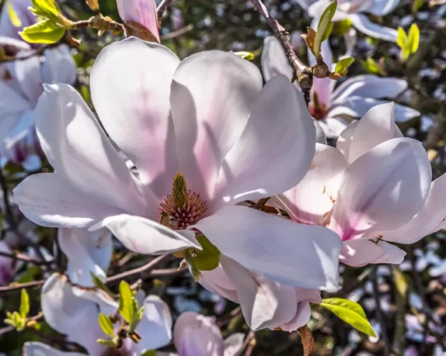 Primo piano della fioritura della Magnolia grandiflora