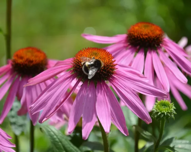 primo piano di fiori di echinacea con ape