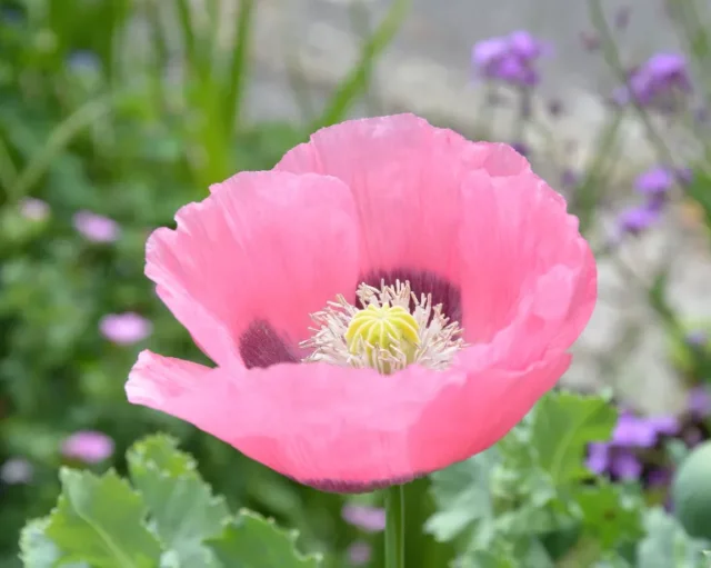 Primo piano di un papavero da oppio rosa in un giardino estivo
