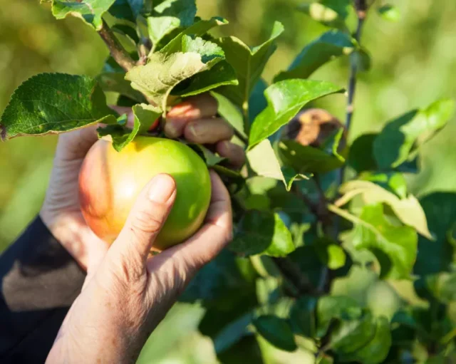 Raccogliere una mela in autunno